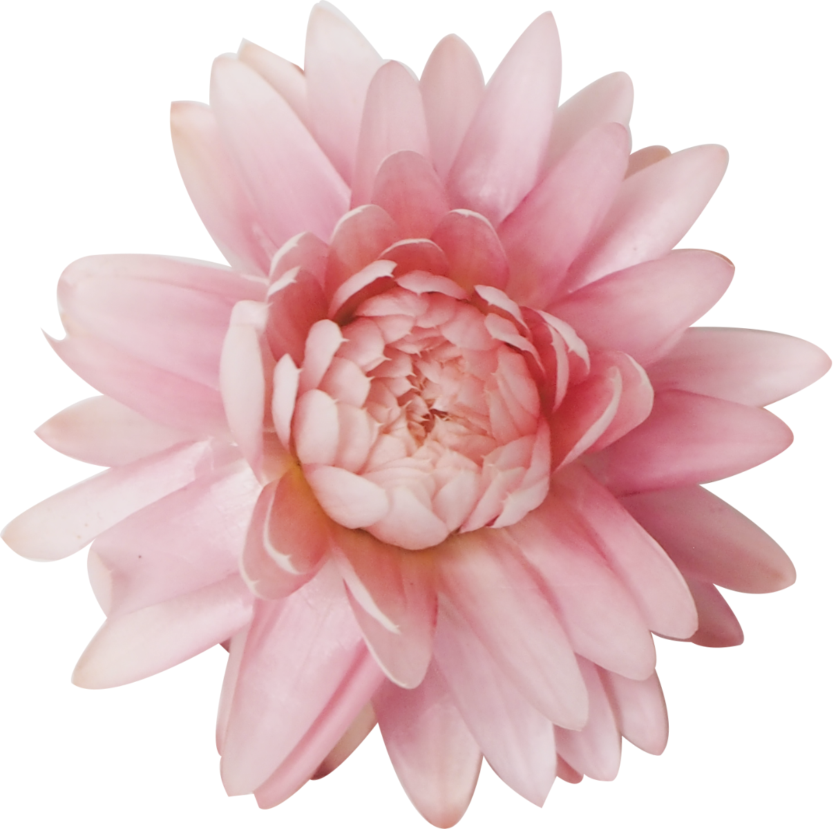 A close up of a pink flower on a white background