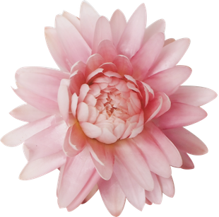 A close up of a pink flower on a white background