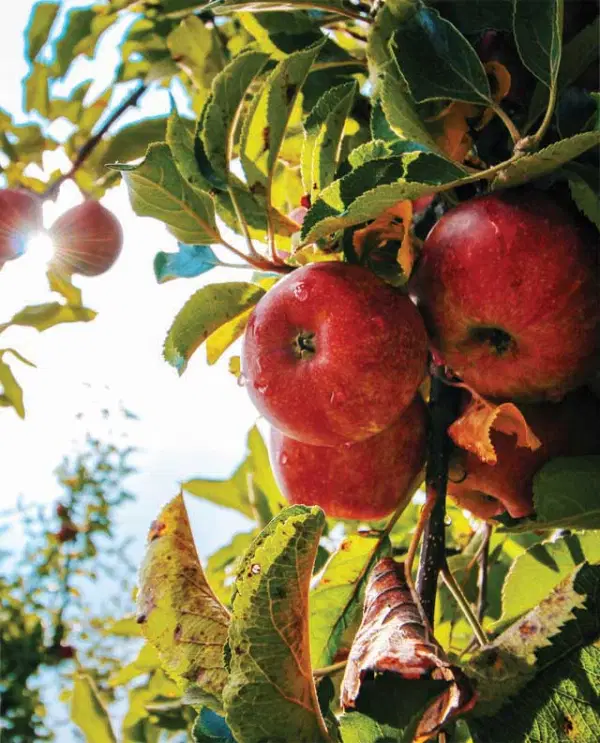 Vegetable On Plate — Supplements & Organic Produce in Mid North Coast, NSW