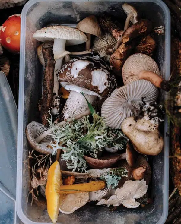 Mushroom — Supplements & Organic Produce in Mid North Coast, NSW