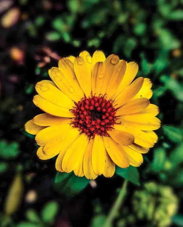 Calendula Flower — Supplements & Organic Produce in Mid North Coast, NSW