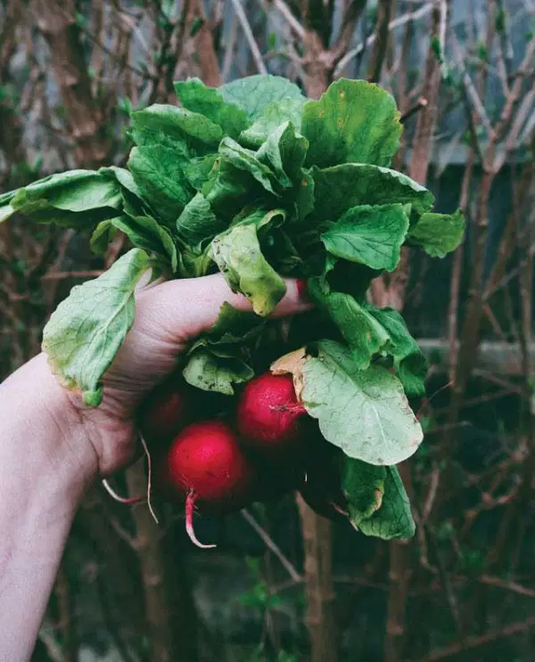 Freshly Picked Radishes — Supplements & Organic Produce in Mid North Coast, NSW