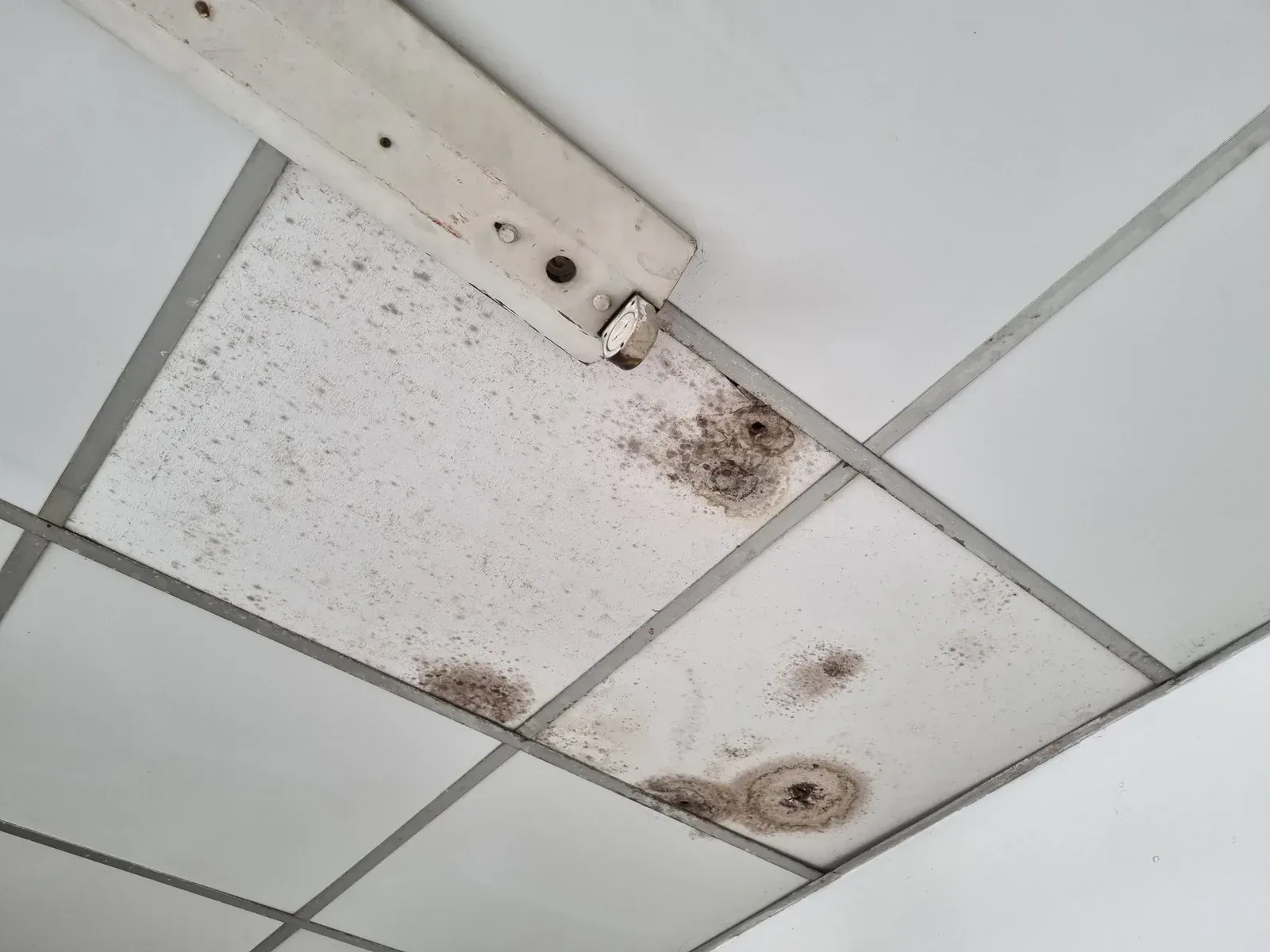 Water-damaged ceiling tiles with dark stains from a leak, along with a white wooden beam.