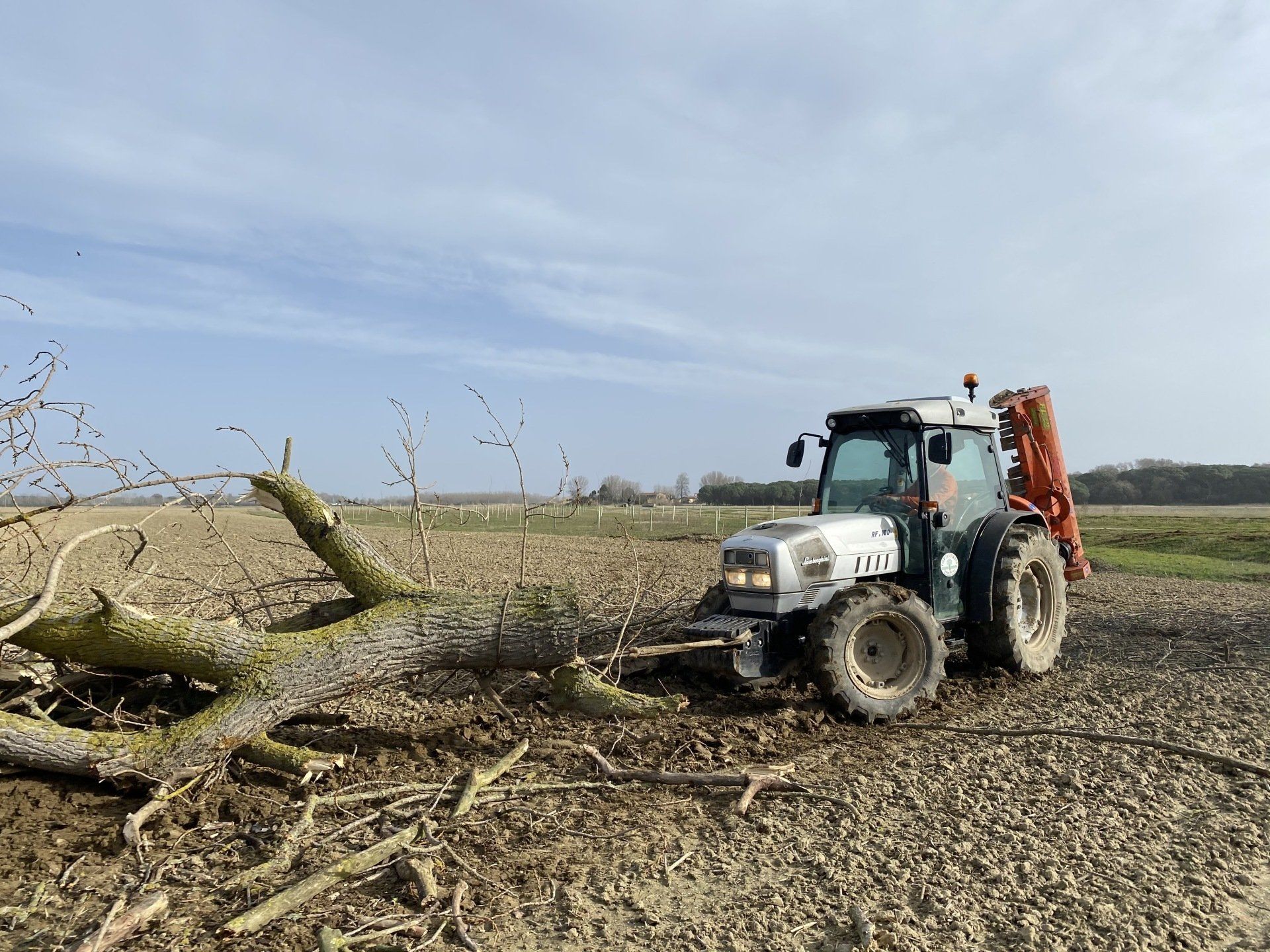 Abbattimento alberi
