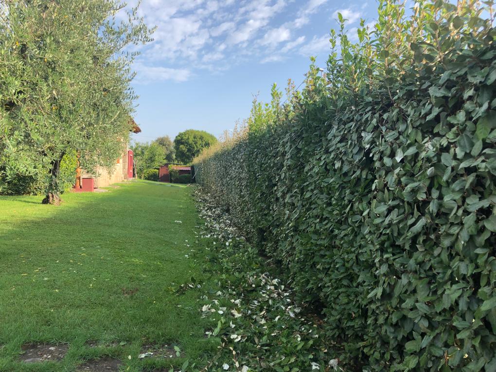 Manutenzione aree verdi