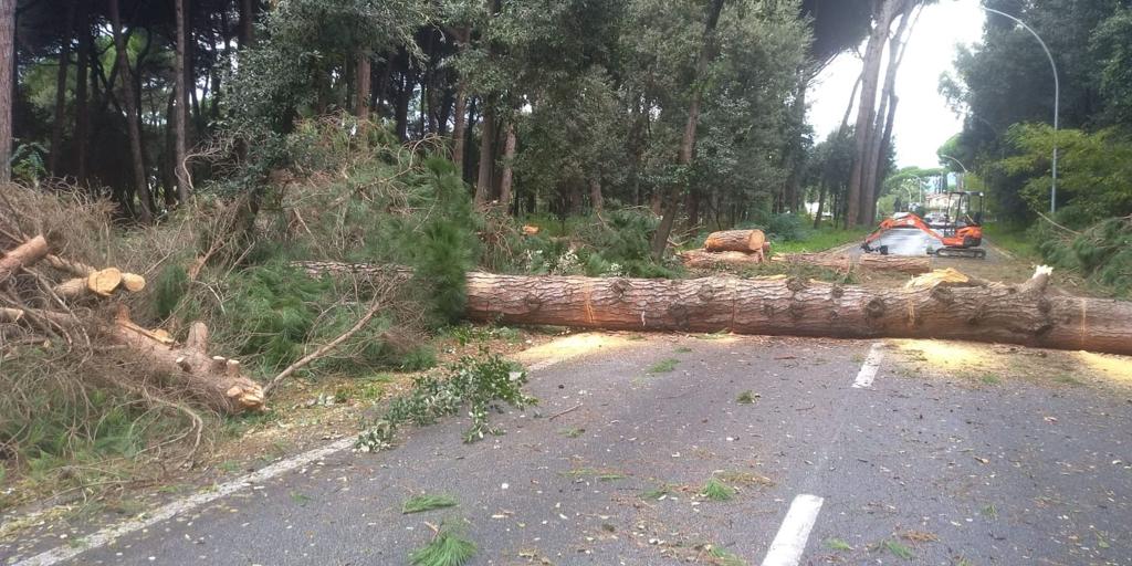 Manutenzione aree verdi