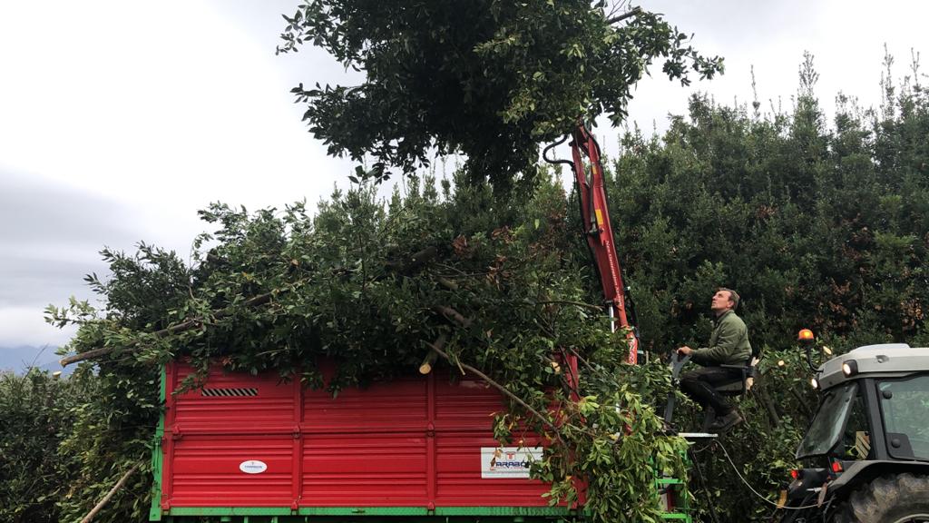 Manutenzione aree verdi