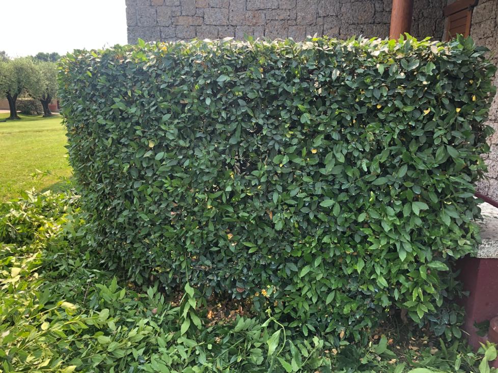 Manutenzione aree verdi