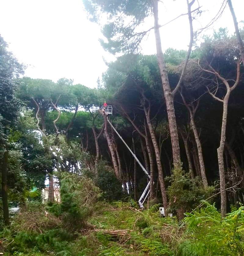 Manutenzione aree verdi