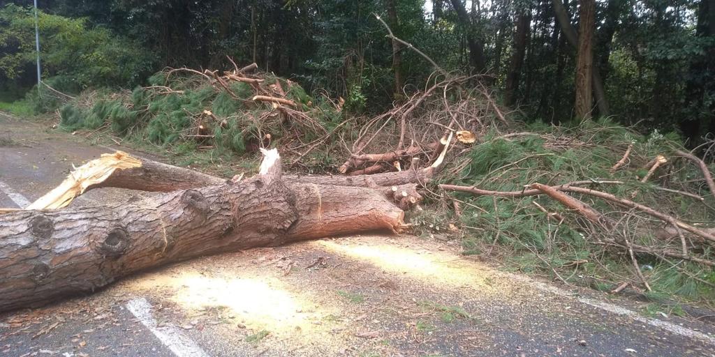 Manutenzione aree verdi