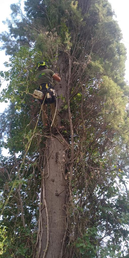 Manutenzione aree verdi