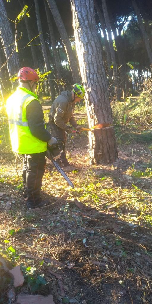 Manutenzione aree verdi