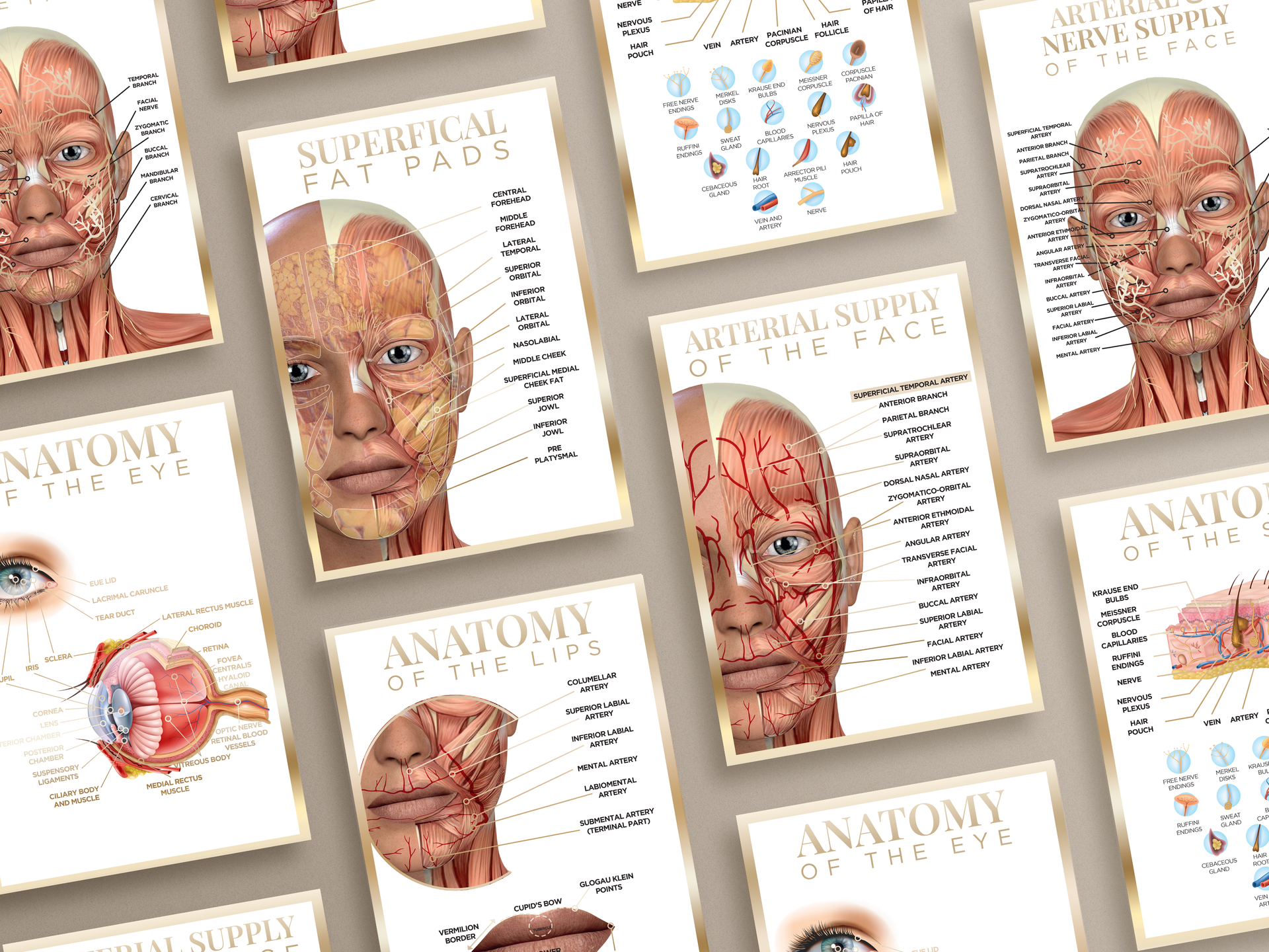 Anatomy Posters