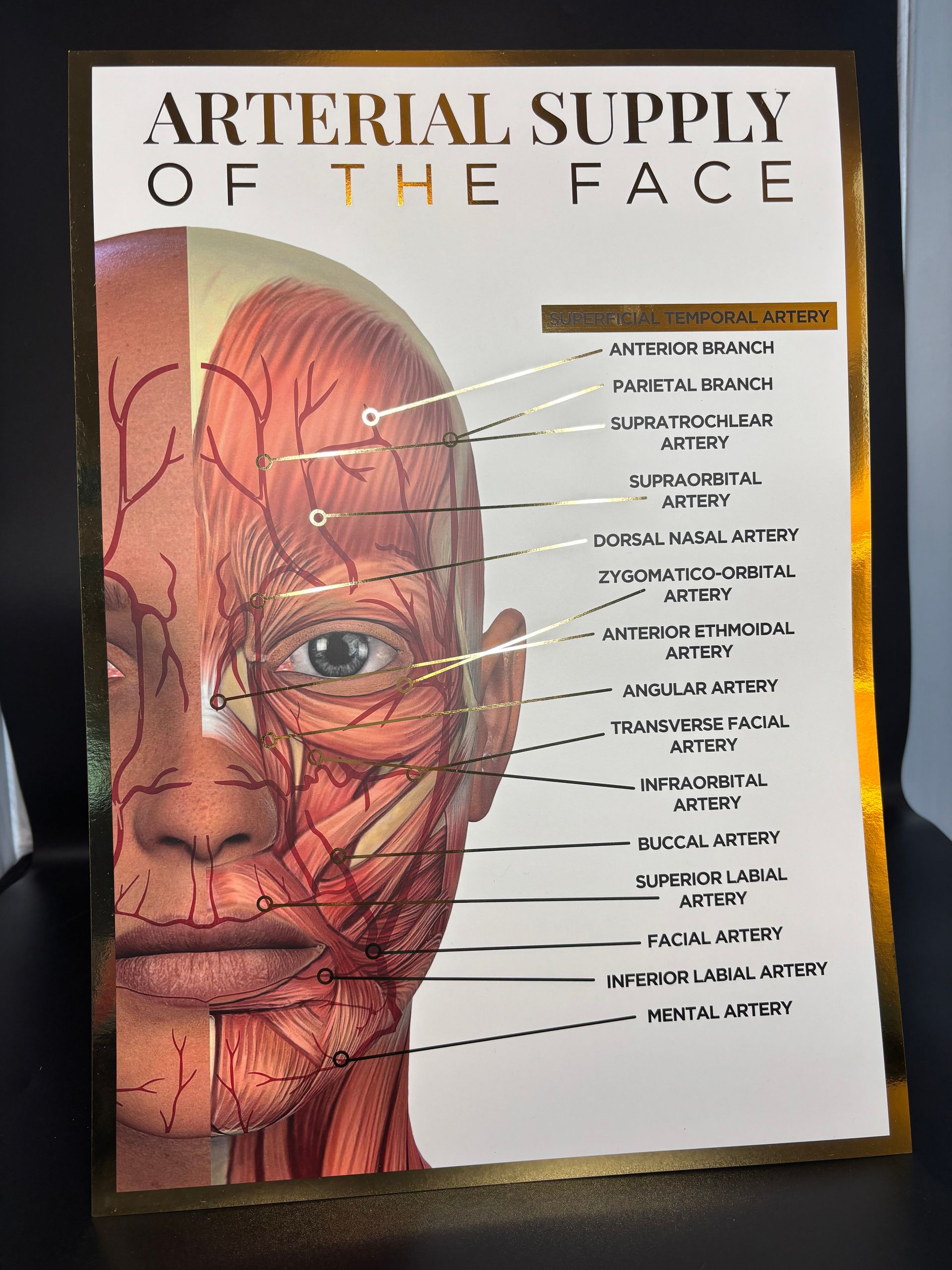 A3 Gold Foil Anatomy Poster - Arterial Supply of the face