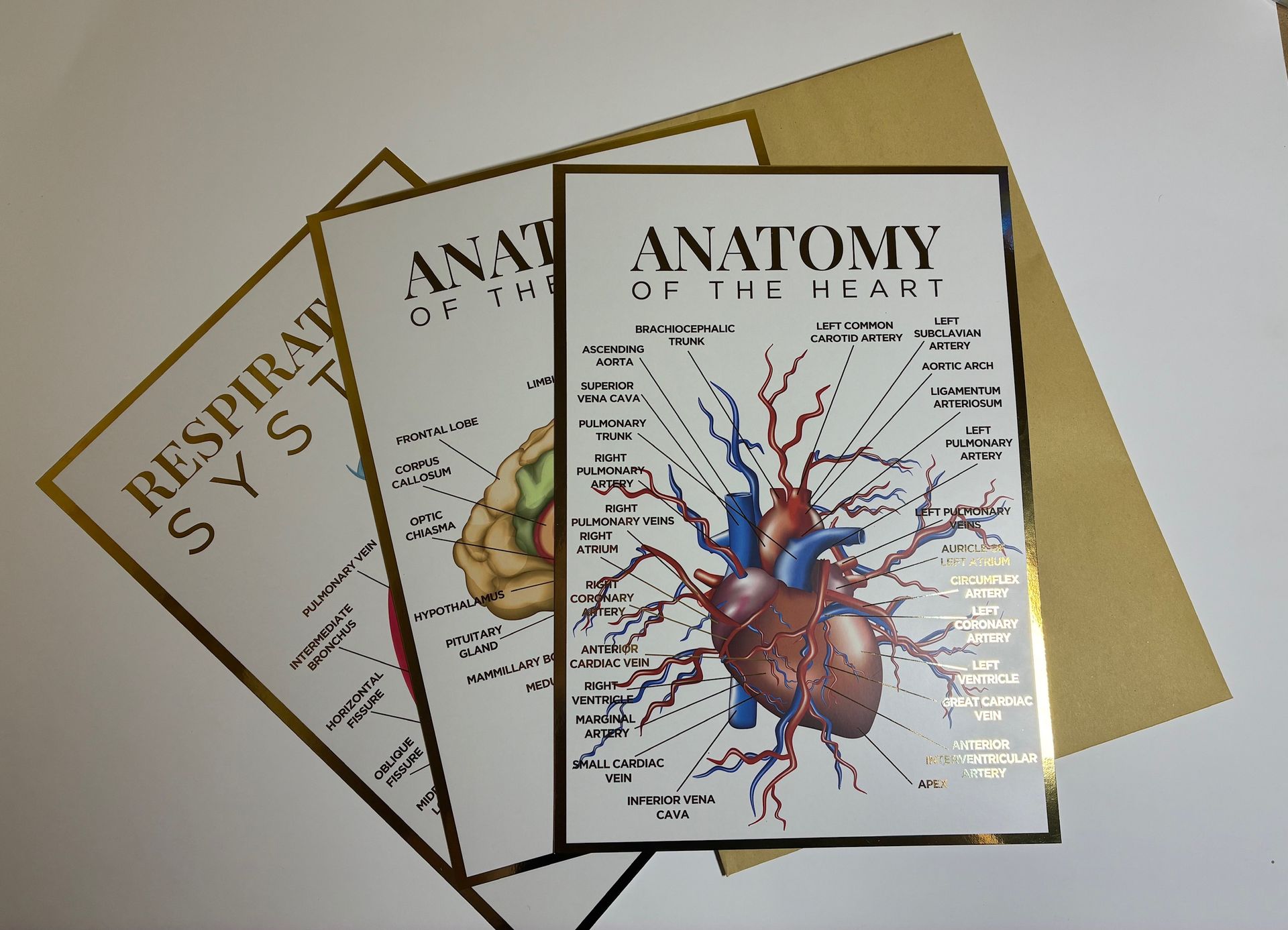 A4 Anatomy Poster Triple Pack - Heart, Brain & Respiratory System