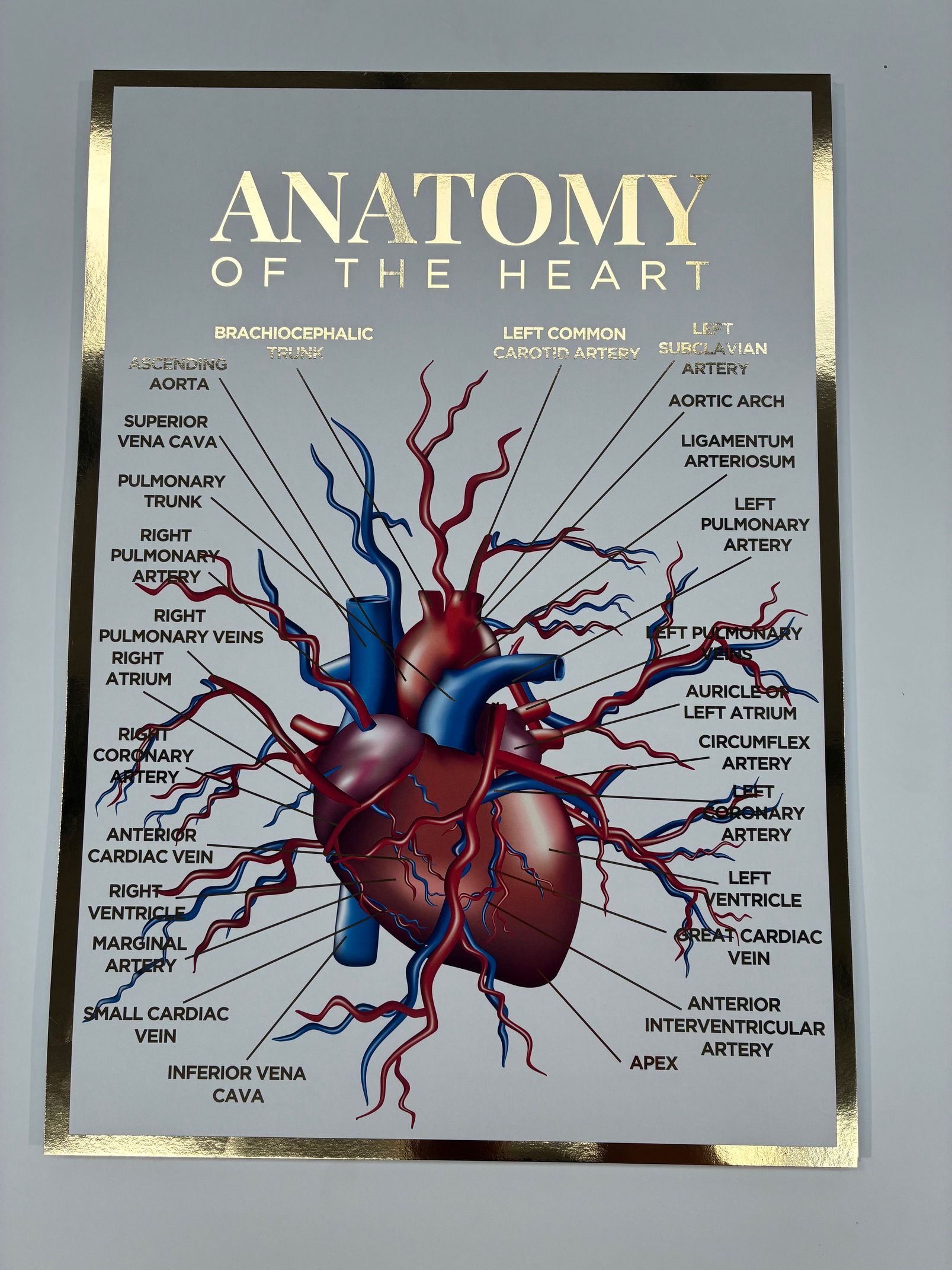A3 Foiled Anatomy Poster - Anatomy of the Heart