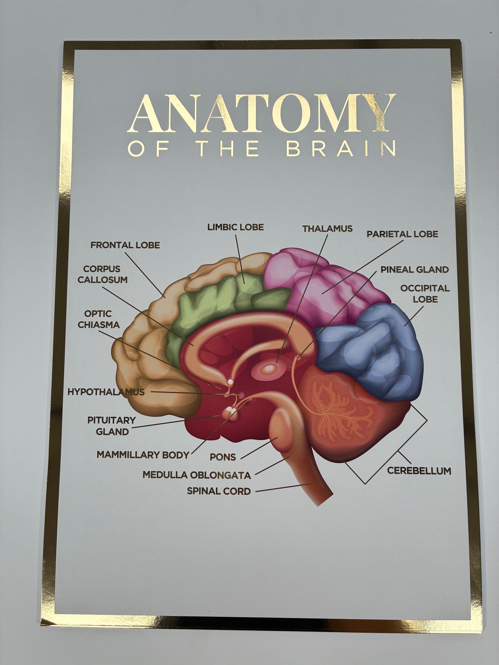 A3 Foiled Anatomy Poster - Anatomy of the Brain