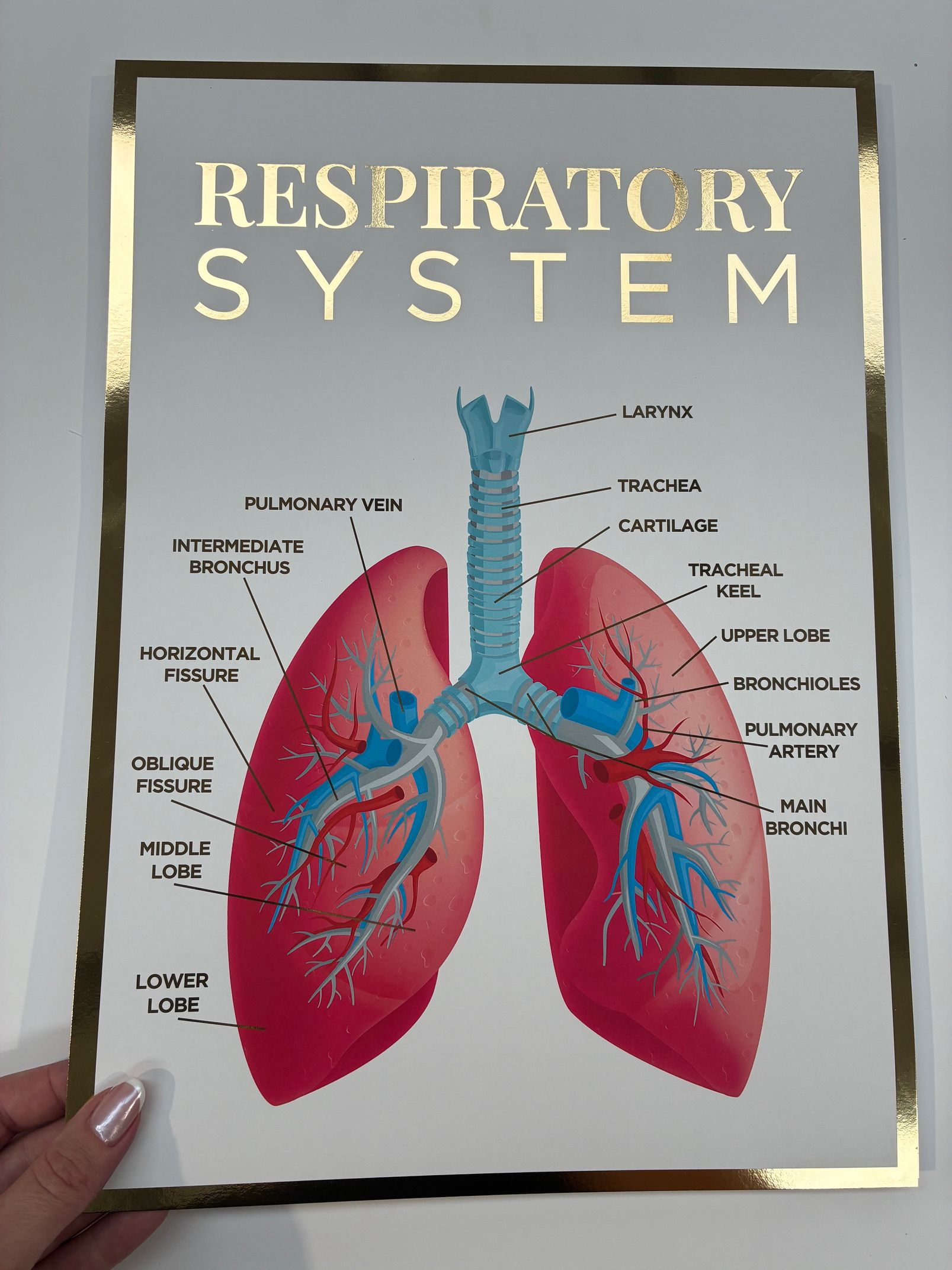 A3 Foiled Anatomy Poster - The Respiratory System