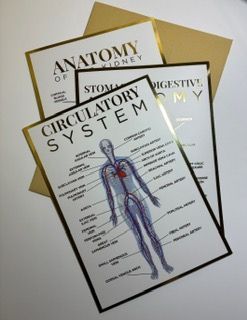 A4 Anatomy Posters Triple Pack - Circulatory System, Kidney Anatomy, Stomach & Digestion System