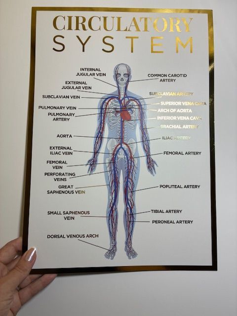 A3 Anatomy Poster - The Circulatory System