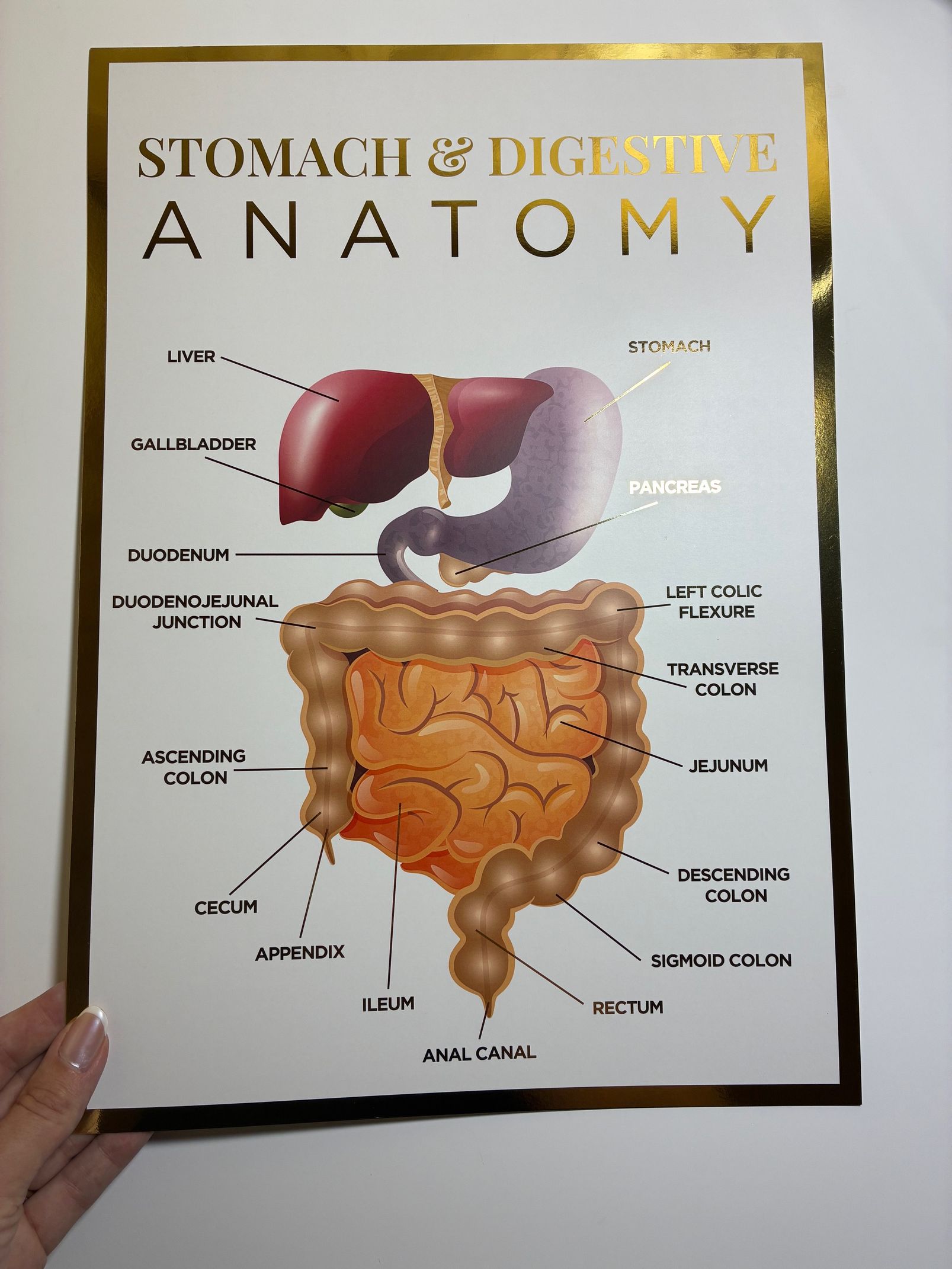A3 Anatomy Poster - The Stomach & Digestive System