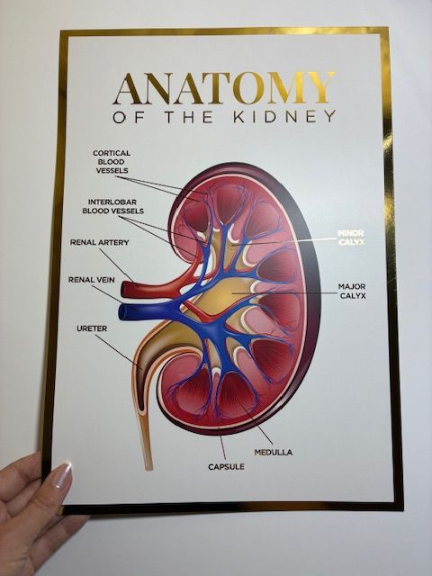 A3 Foiled Anatomy Poster - Kidney Anatomy
