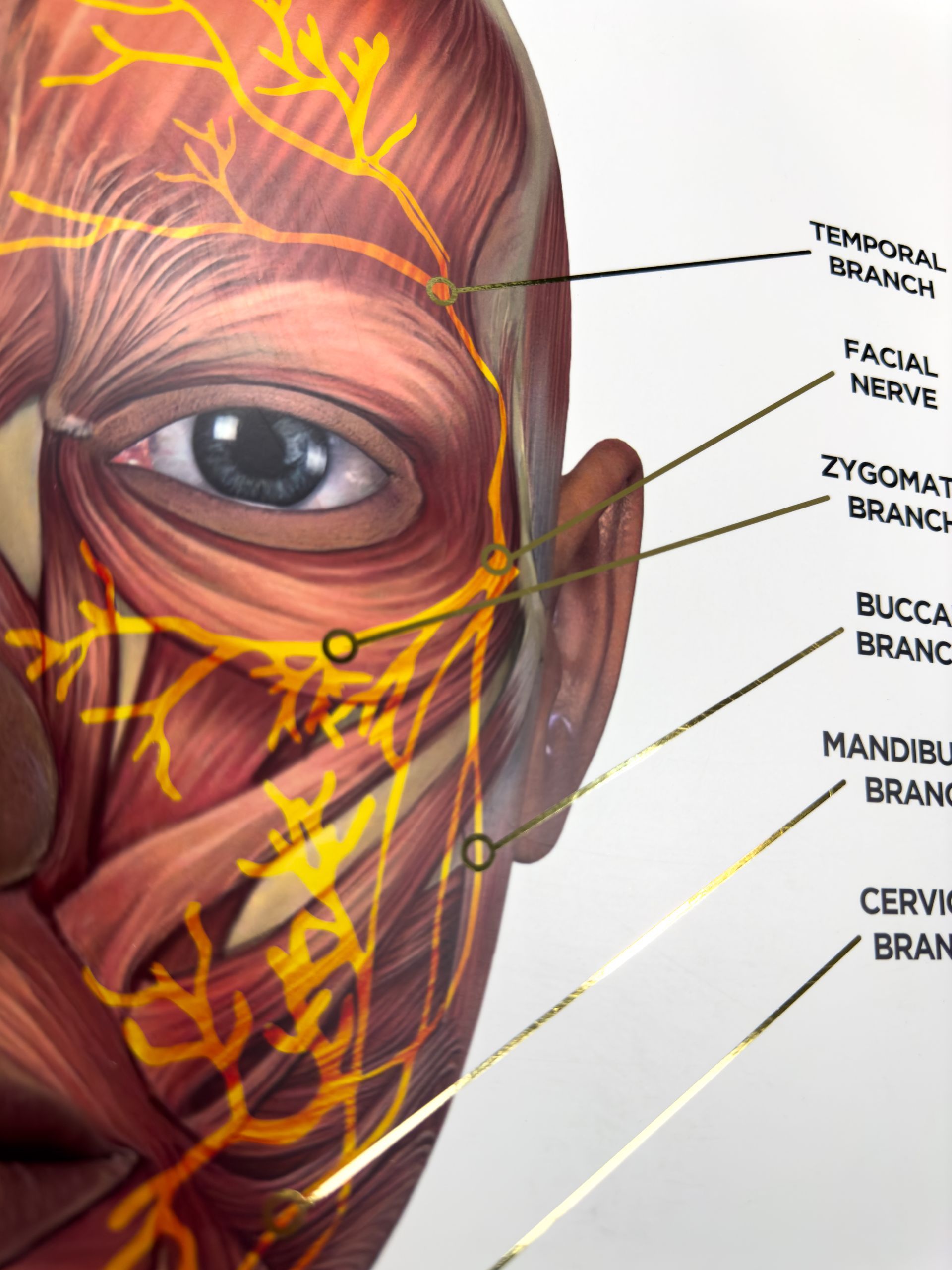 A3 Gold Foil Anatomy Poster - Nerves of the face
