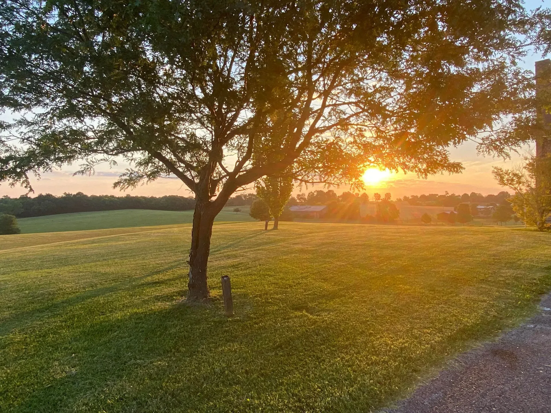 Sunset over a green field with a tree in the foreground. Golden light illuminates the scene.