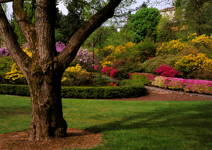 Softscapes — Tucson, AZ — Strongbuilt Enterprise LLC