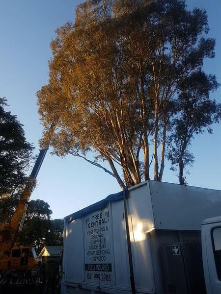 Tree central-image3