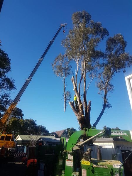 Tree central-image1