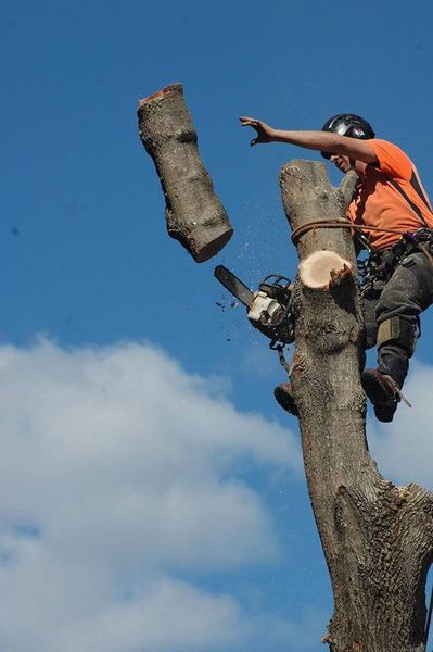 Tree central-image17