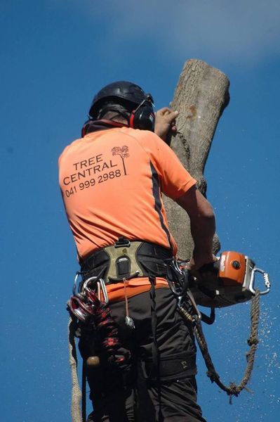 Tree central-image18