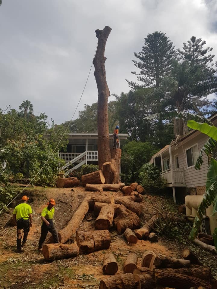 Tree central-image10