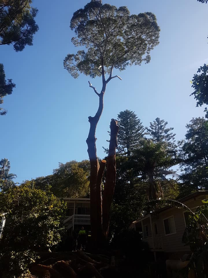 Tree central-image8