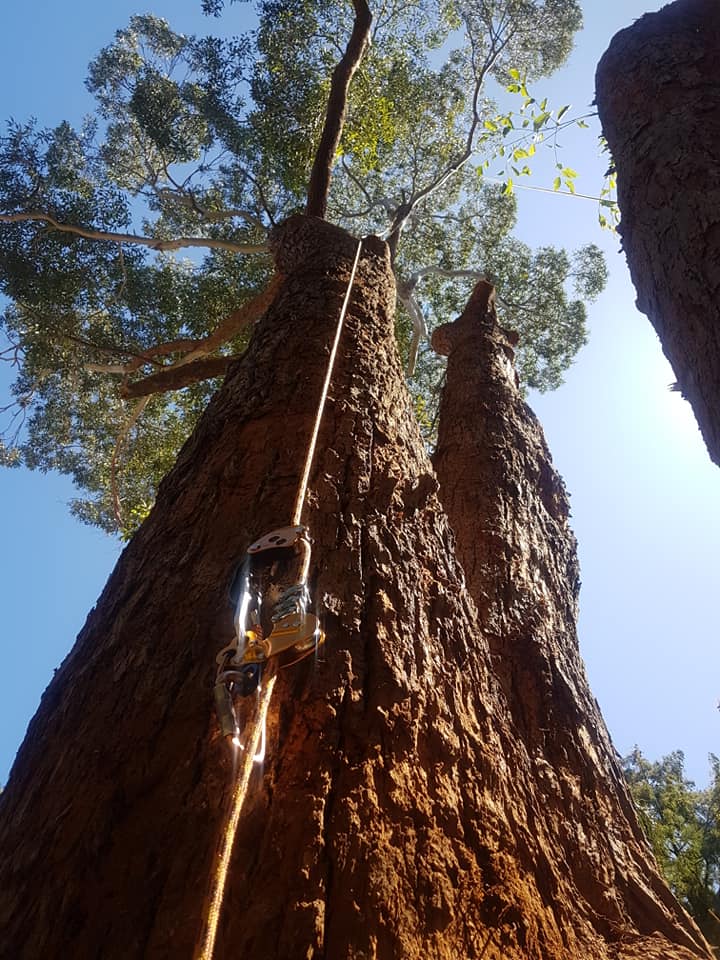 Tree central-image5
