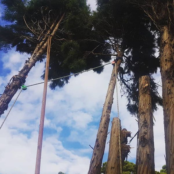 Tree central-image19