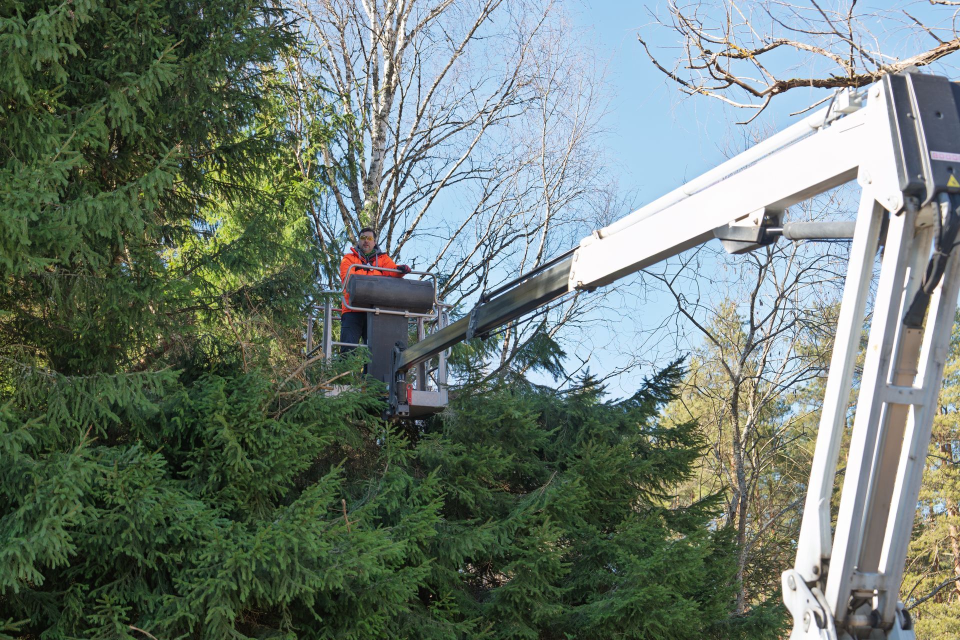 An arborist uses an aerial lift to prune tree branches.