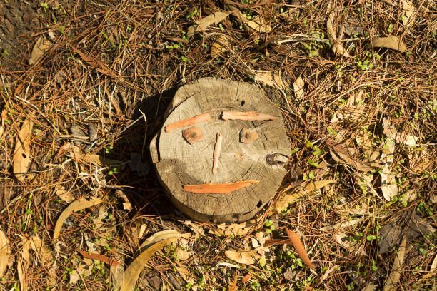 A tree stump with a face carved into it; orange and brown leaves and needles surround it.