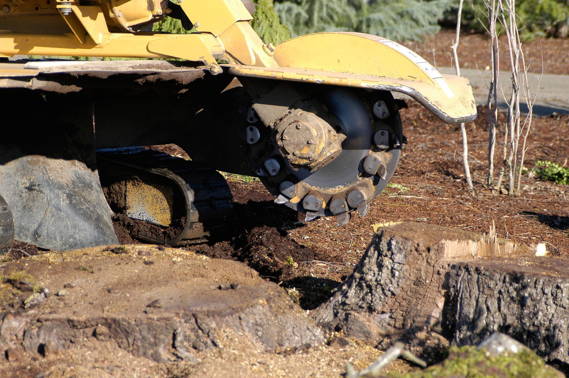 A yellow stump grinder grinding a tree stump in a yard, with wood chips and debris scattered around.