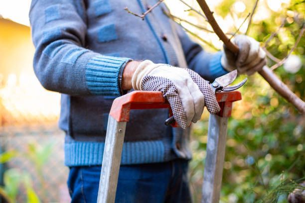 A man is standing on a ladder pruning a tree.