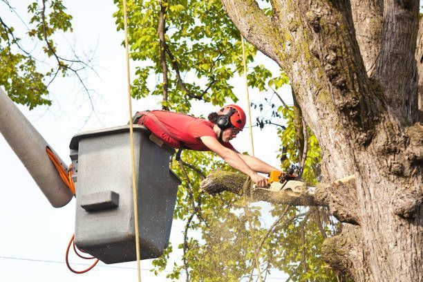 Arborist in a lift bucket, cutting a tree branch with a chainsaw.