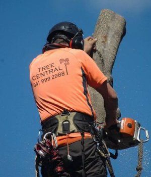 tree pruning