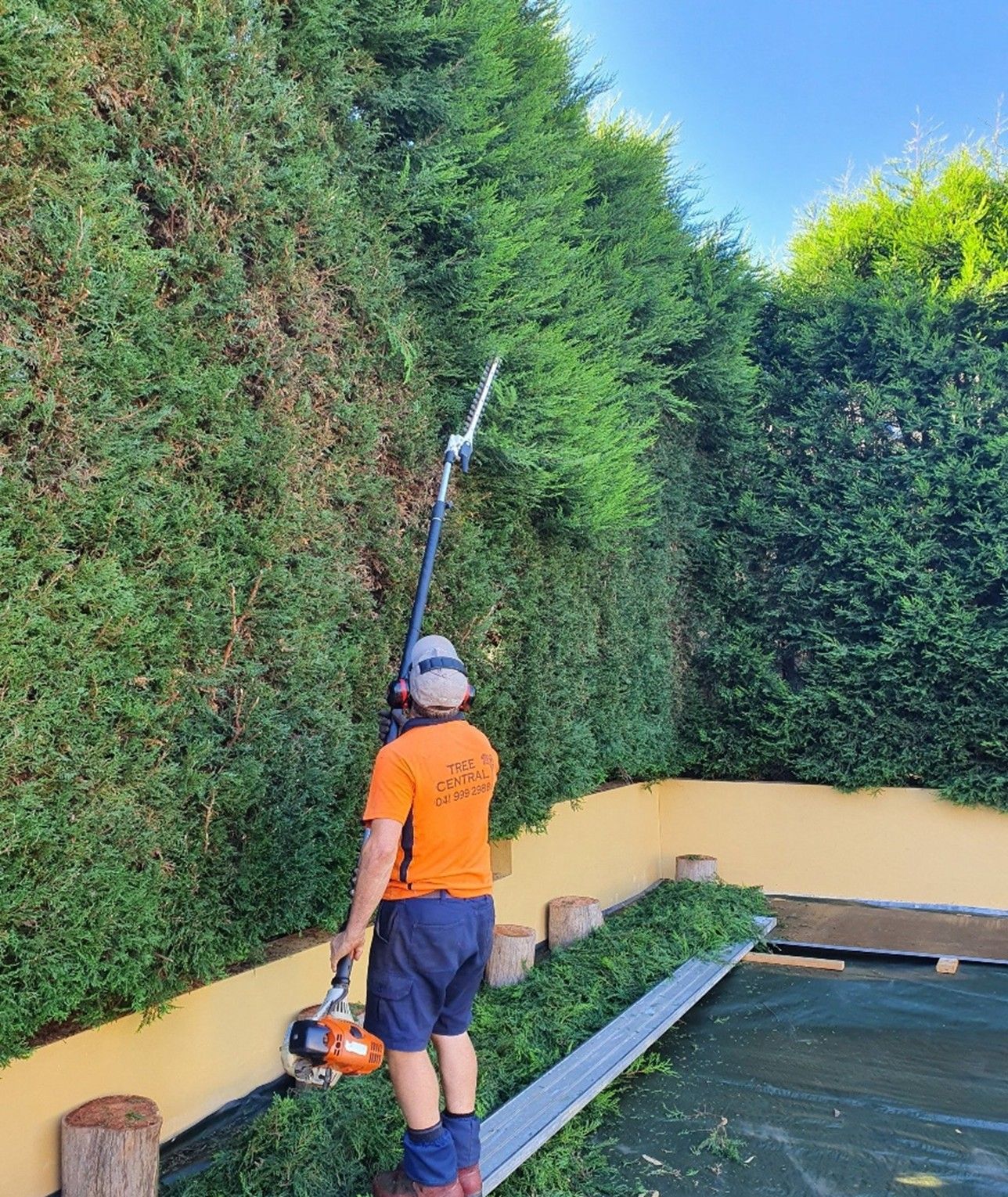Man trimming tall hedges with a pole saw. He is wearing an orange shirt and blue shorts.