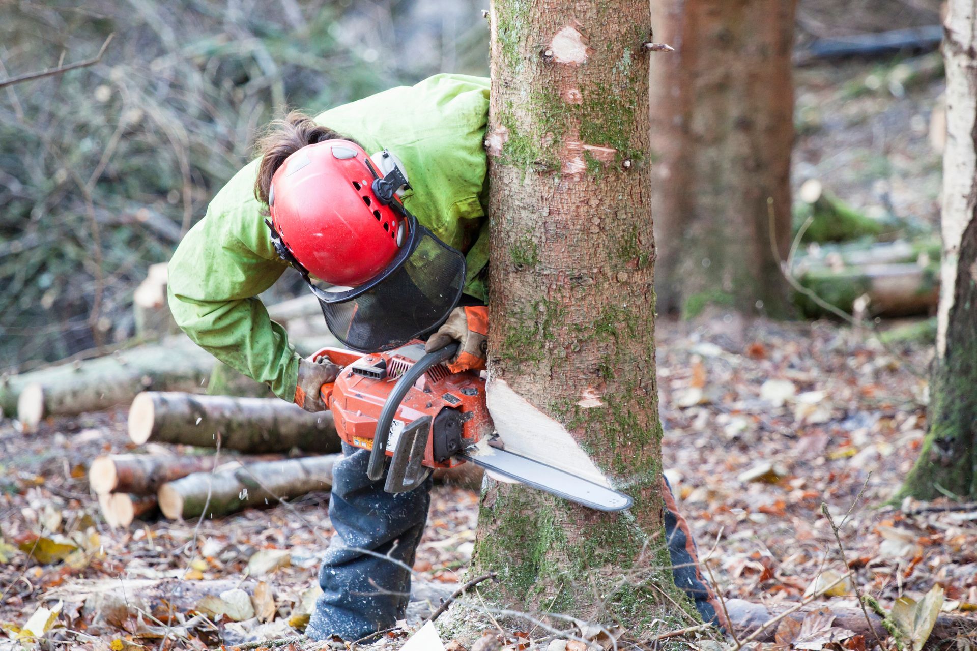 Person wearing safety gear using a chainsaw to cut down a tree in a wooded area.