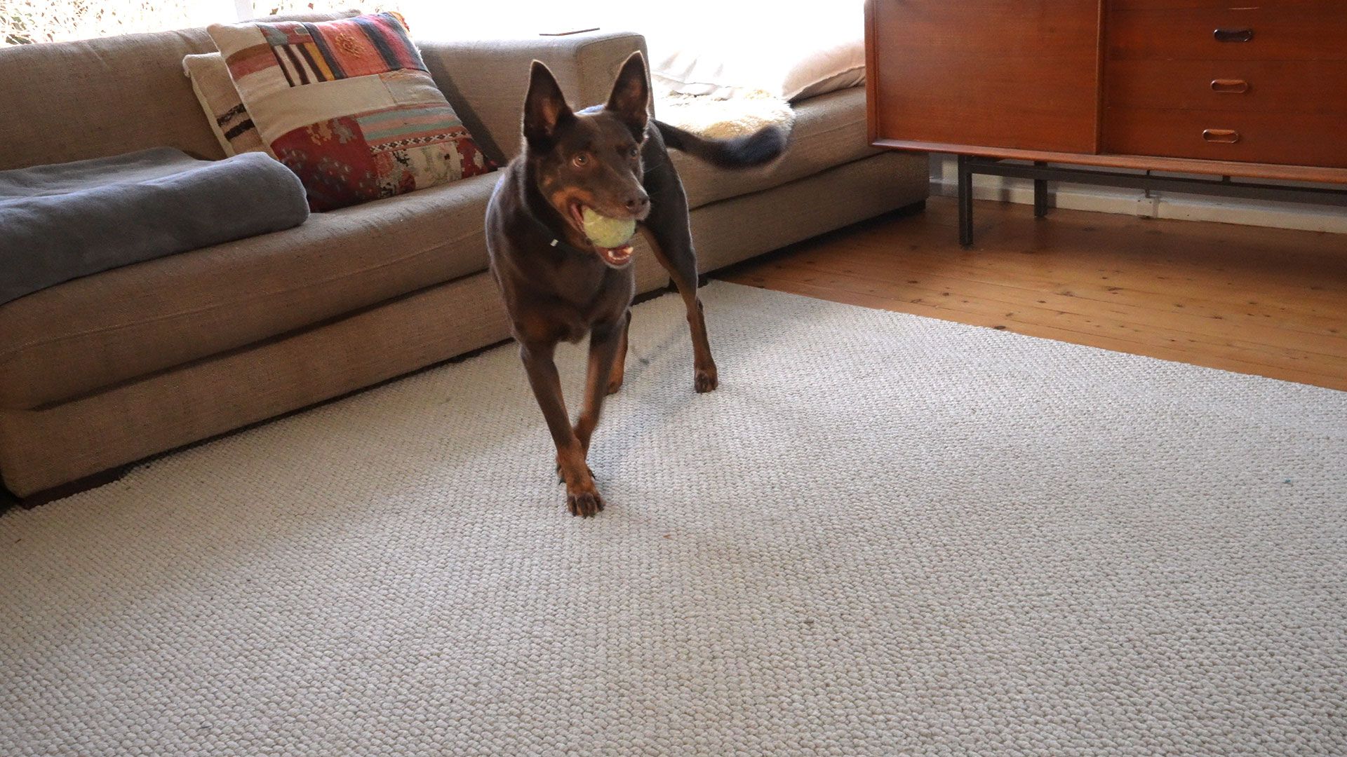 A dog is running in a living room with a ball in its mouth.