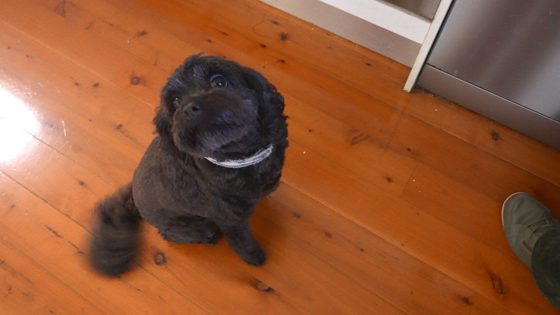 A black dog is sitting on a wooden floor looking up at the camera.