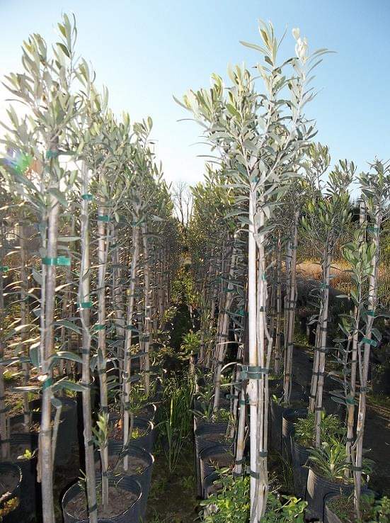 arboles vivero latini