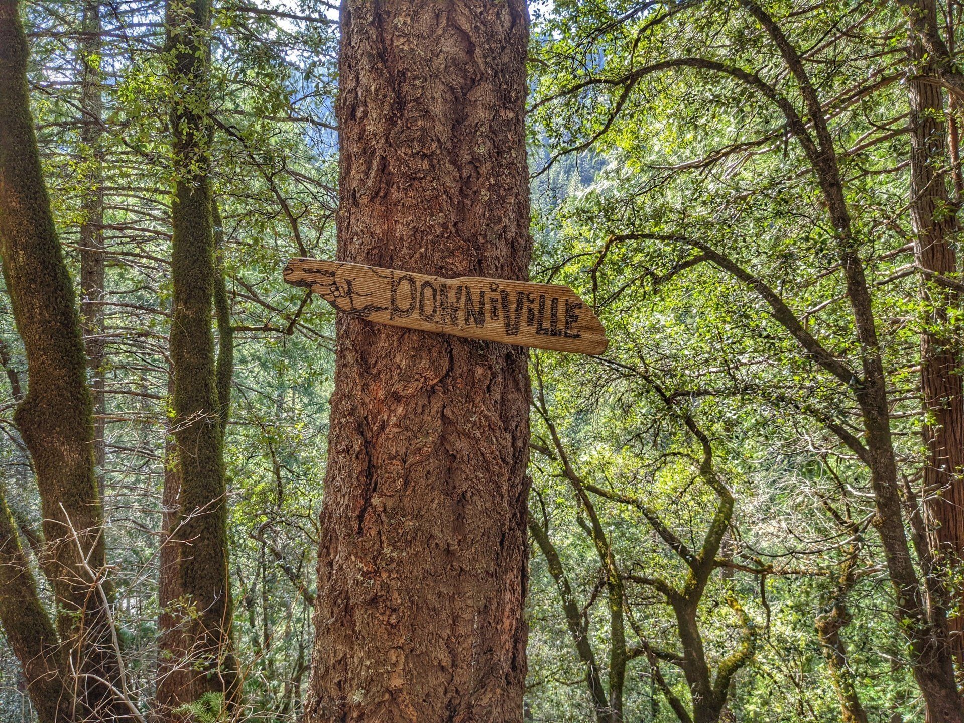 A wooden sign is attached to the side of a tree in the woods.