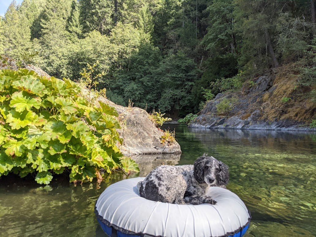 A dog is sitting on a tube in a river.